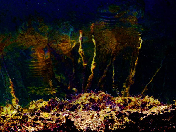 Fotografia darte Ricci e colori del mare a Diano Marina 4 14 di Giulia Quaranta Provenzano