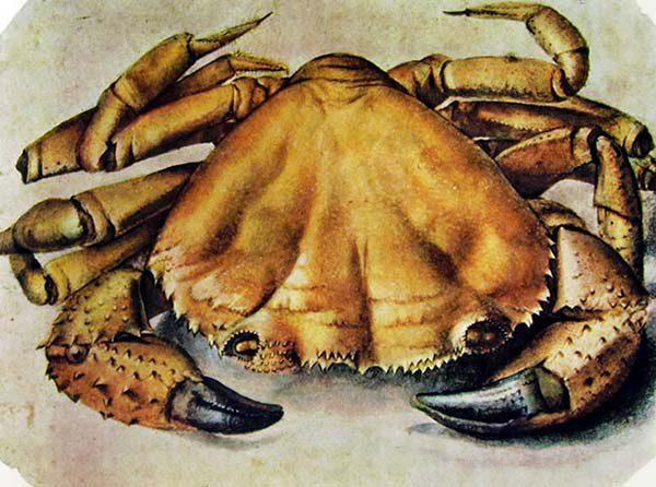 albrecht durer granchio mare 4